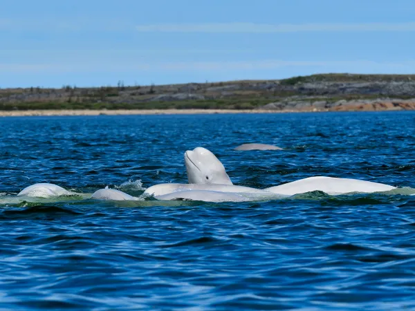 Beluga