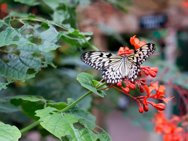 Butterfly Garden