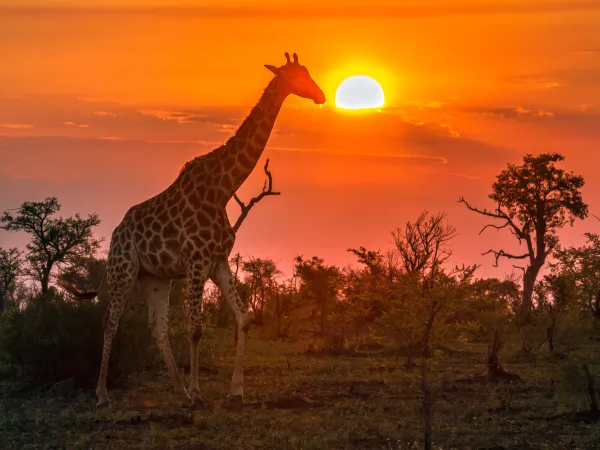 Giraffe Kruger National Park