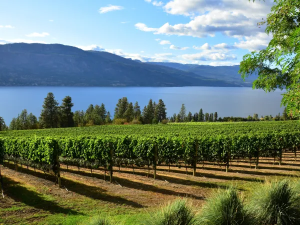 Kelowna Wine Tasting