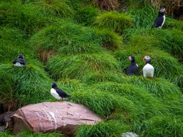 Witless Bay Ecological Reserve