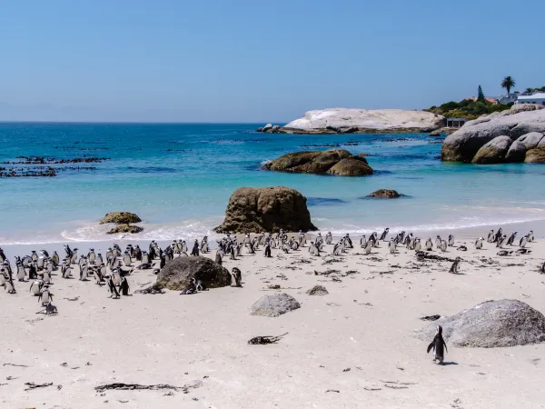 Boulders Beach