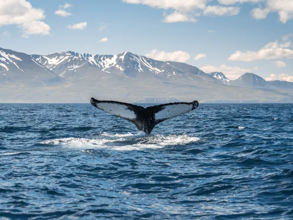 Whale Watching Husavik