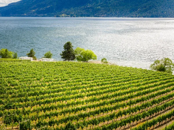 Vineyard 3 - Kelowna