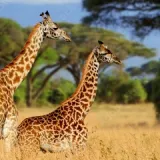 Giraffes in a scenic view of Africa