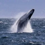 Whale jumping out of the ocean